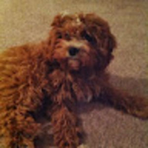 Meet your Posher, Henry